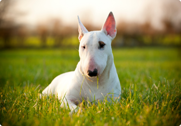 Bull Terrier