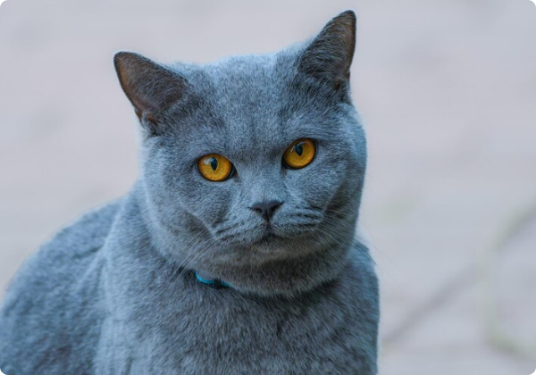 Chartreux