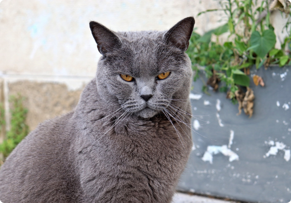 Chartreux
