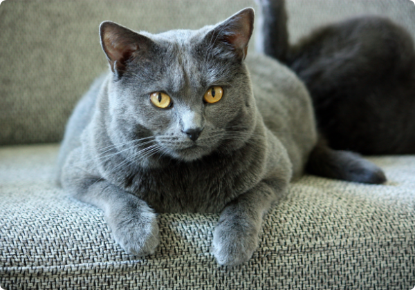 Chartreux