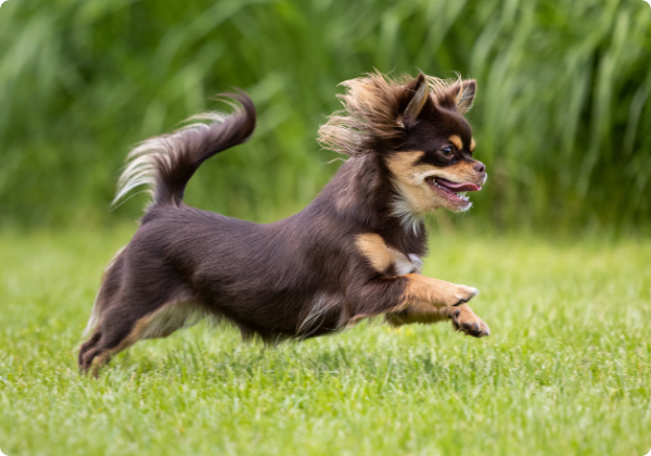 Chihuahua
