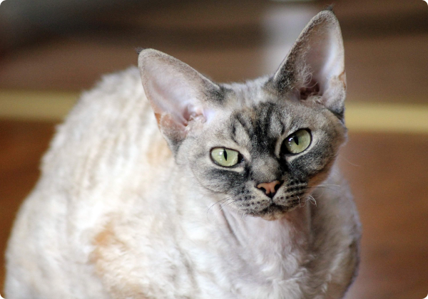 Devon Rex