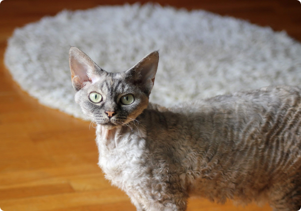 Devon Rex