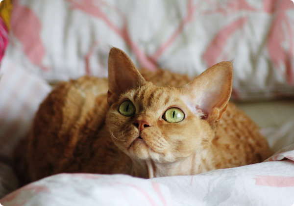 Devon Rex
