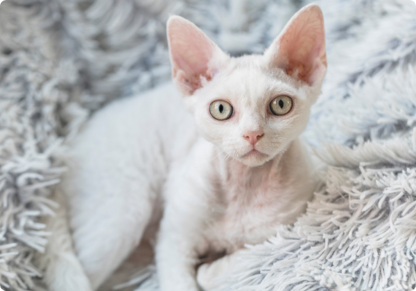 Devon Rex