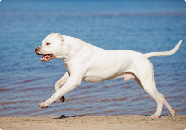 Dogo Argentino