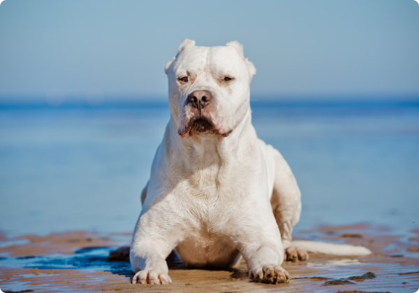 Dogo Argentino