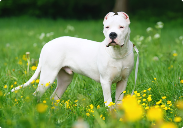 Dogo Argentino