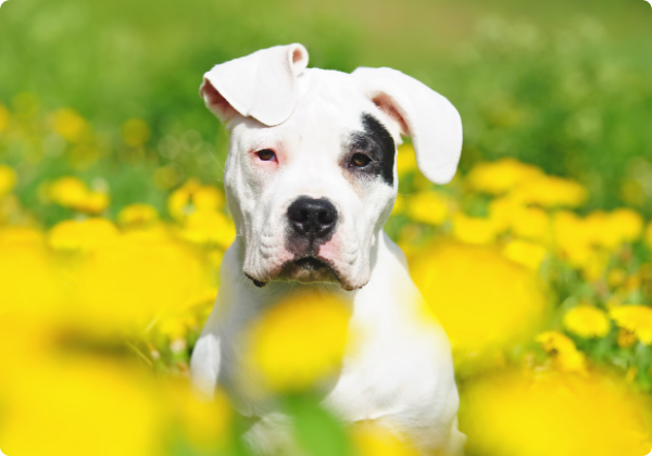 Dogo Argentino