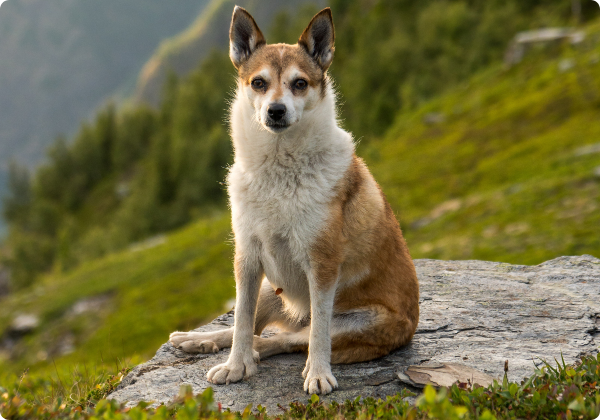 Cesky Norsk Lundehund