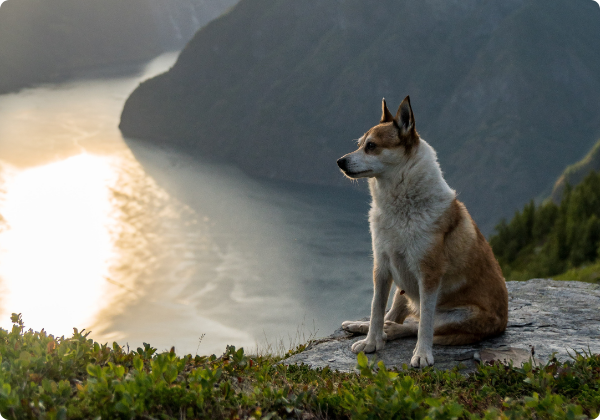 Norsk Lundehund