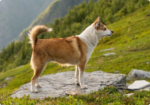 Norsk Lundehund