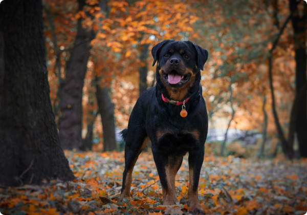 Rottweiler