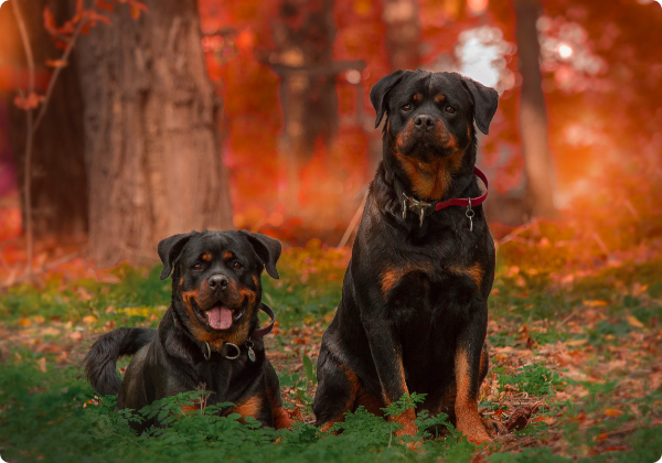 Rottweiler