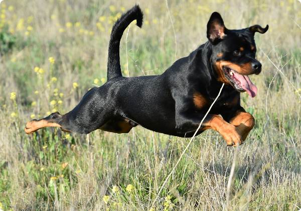 Rottweiler