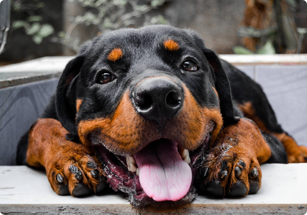 Rottweiler