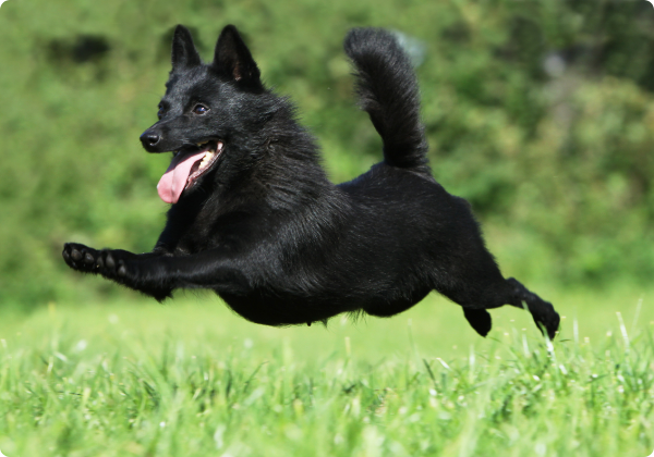 Schipperke