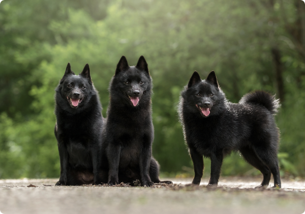 Schipperke