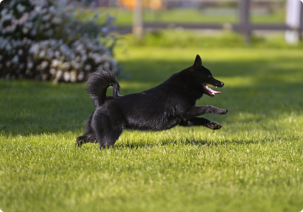 Schipperke
