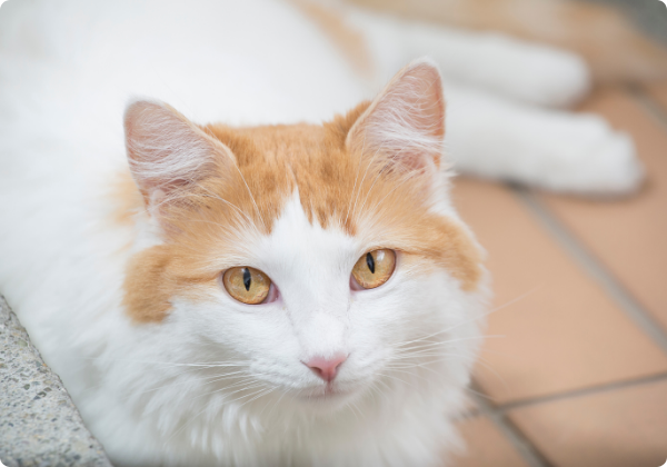 Turkish Van