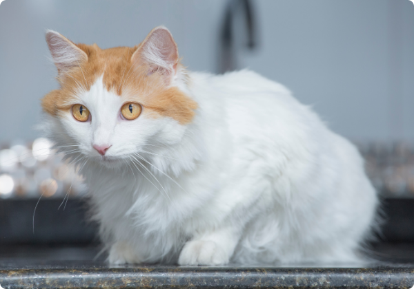 Turkish Van