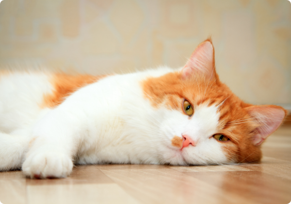Turkish Van