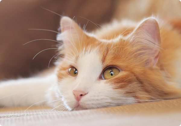 Turkish Van