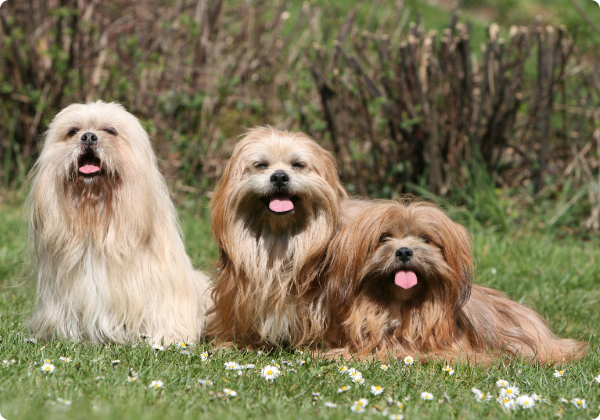 Lhasa Apso