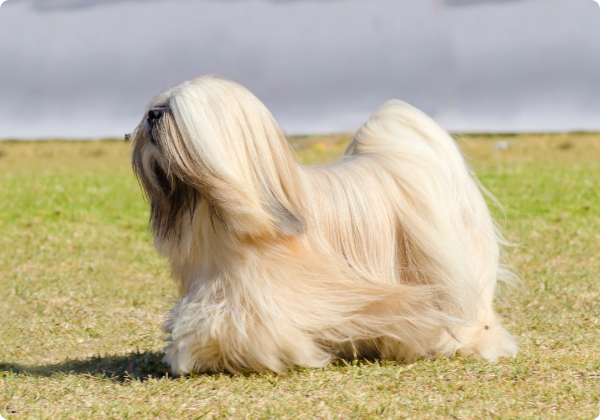 Lhasa Apso