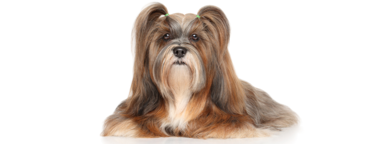 Lhasa Apso