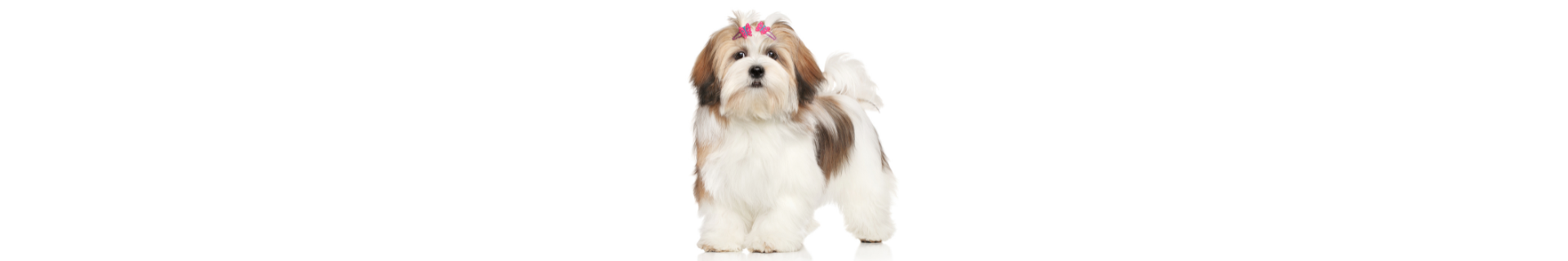 Lhasa Apso