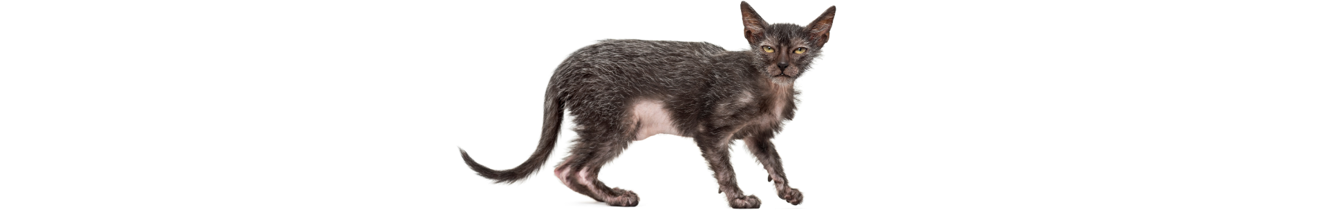 Lykoi Lykoi