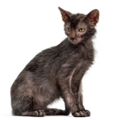 Lykoi