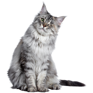 Maine Coon