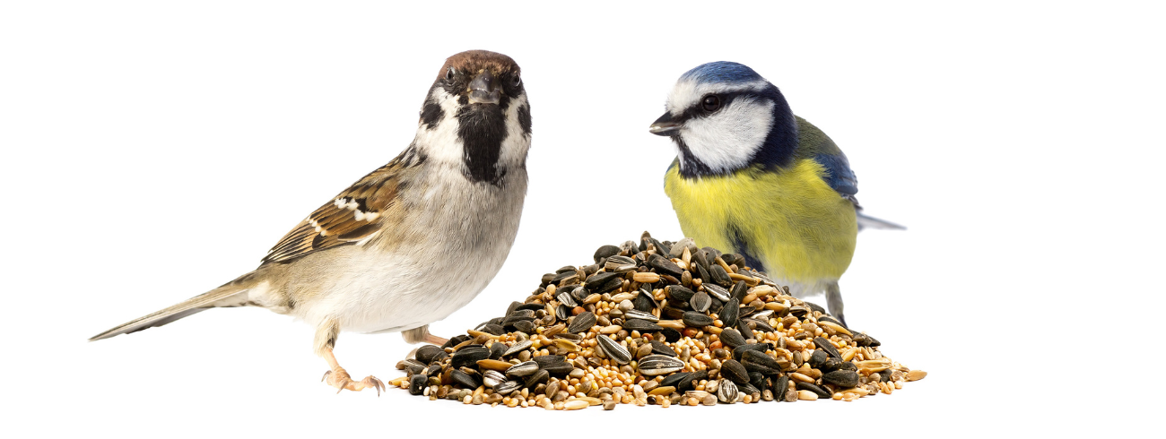 Pássaros comendo sementes