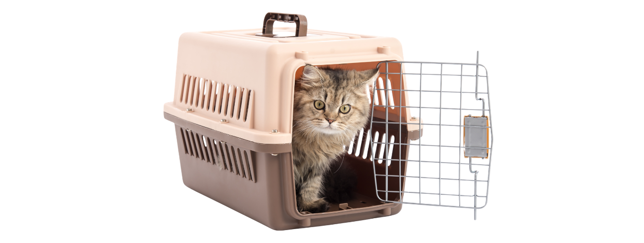 gato na caixa de transporte