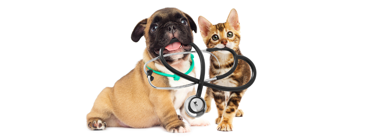 cachorro e gato