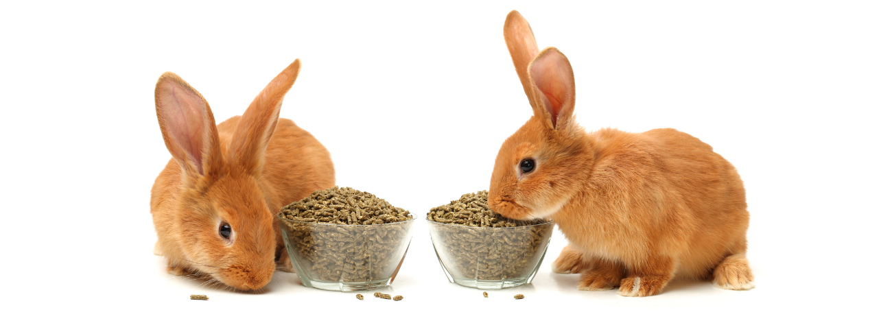 coelhos comendo ração