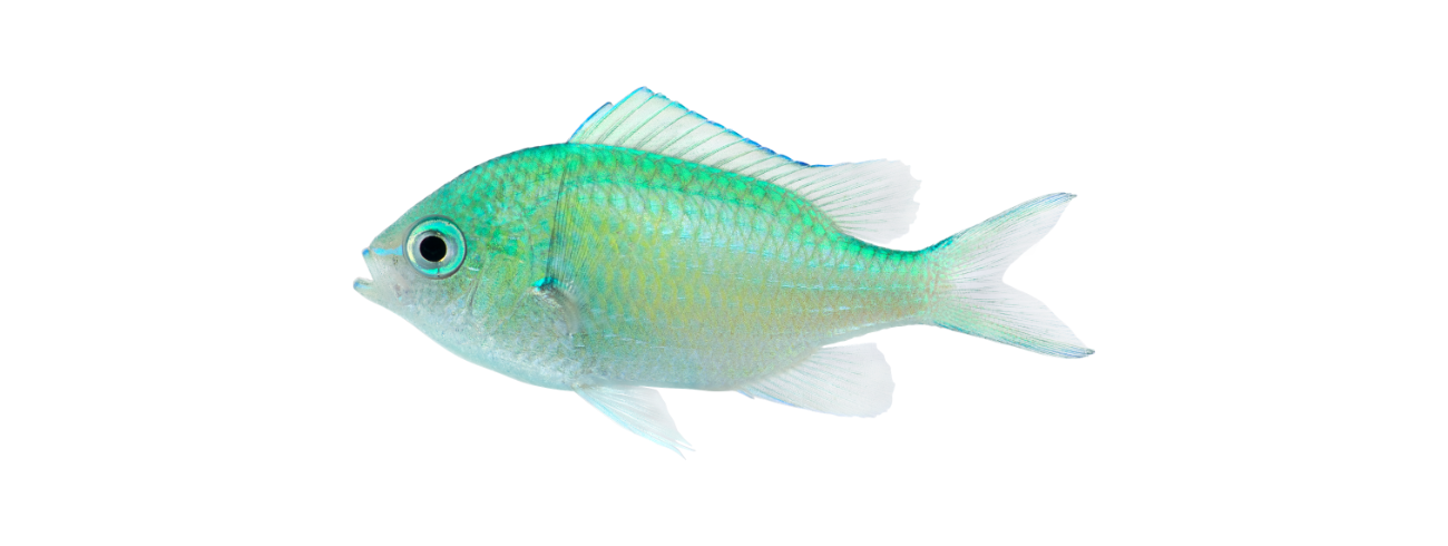 ração pra peixe em flocos