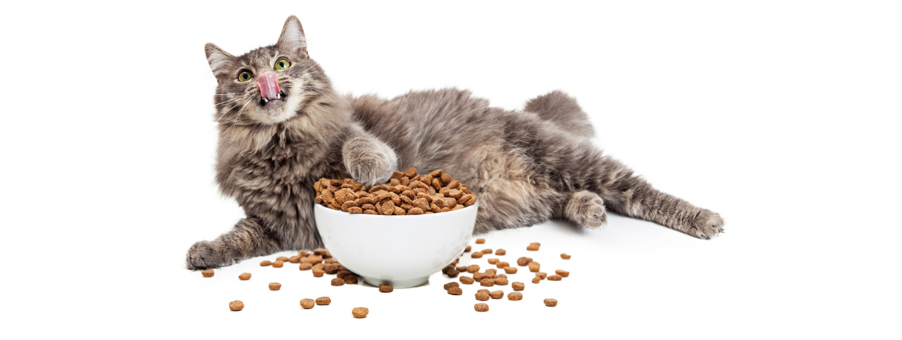 Ração para gatos obesos