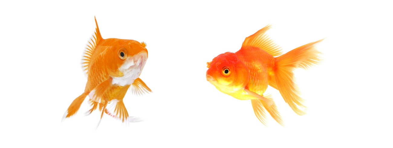 ração granulada para peixes