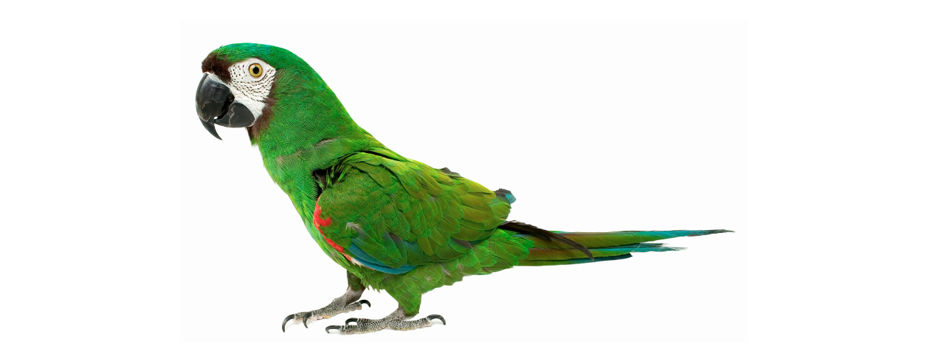 ração para papagaio