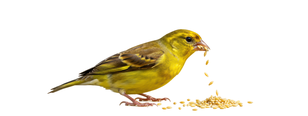 ração para passaros silvestres