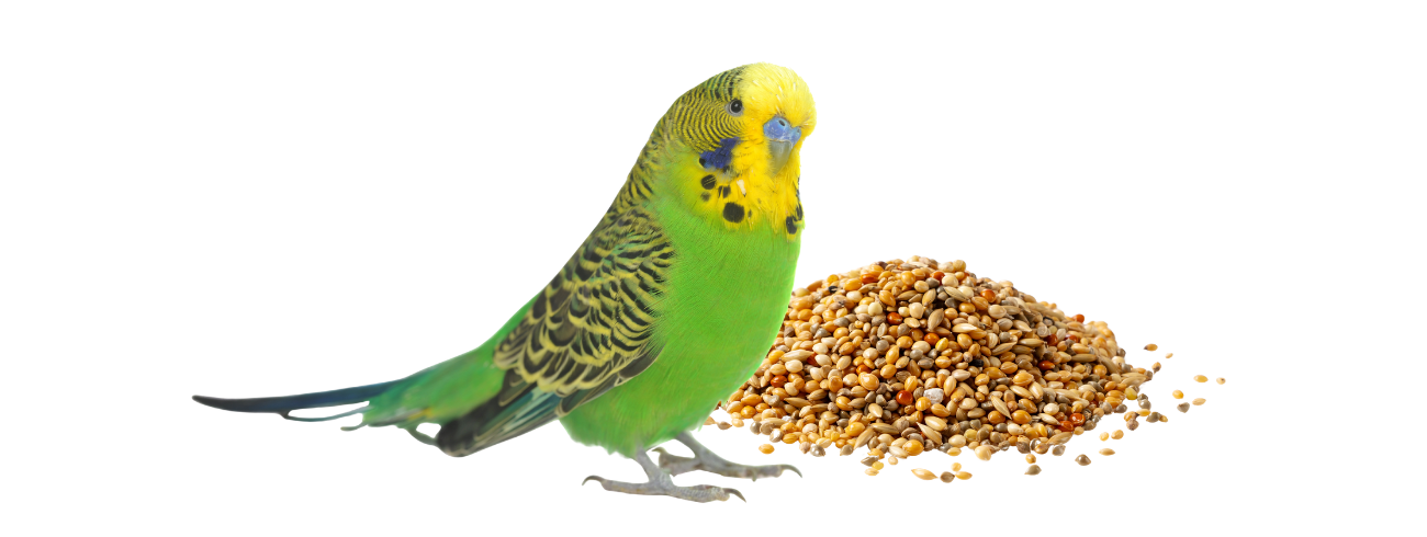 ração para periquitos