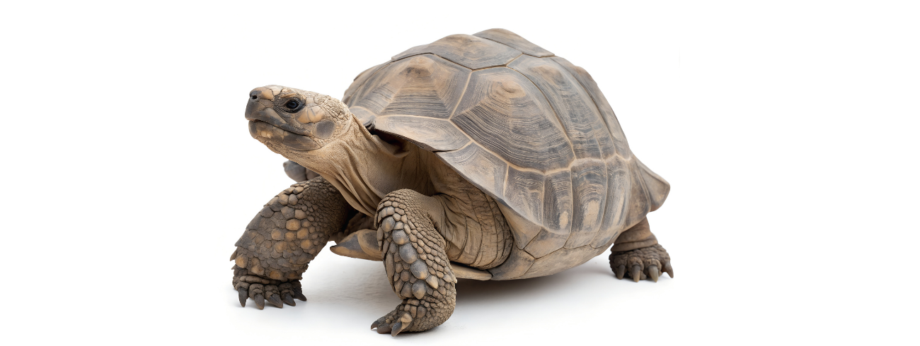 ração para repteis