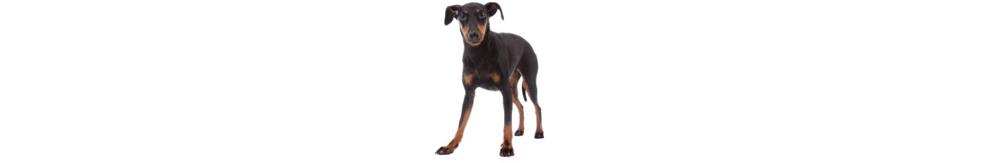 Manchester Terrier Manchester Terrier