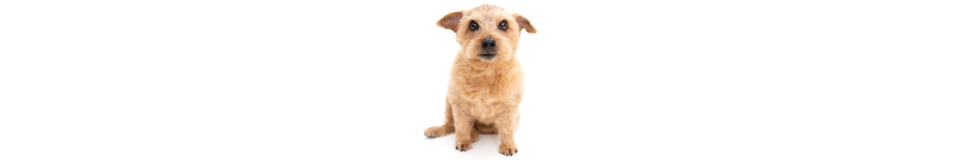 Norfolk Terrier
