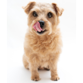 Norfolk Terrier