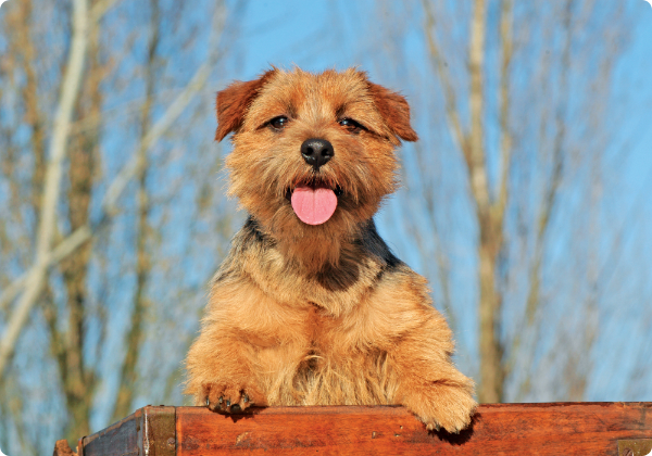 Norfolk Terrier