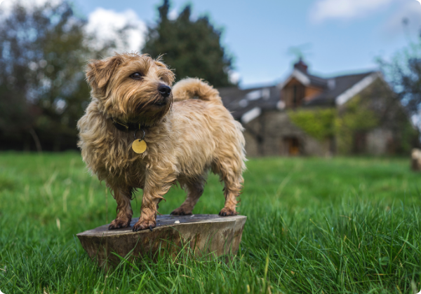 Norfolk Terrier